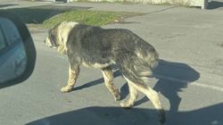 В Бишкеке по дороге бегает большая собака. Фото