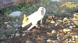 Бишкекчанин нашел собаку в районе Ботсада. Фото