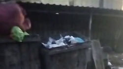 Свалка мусора у въезда в Карагачевую рощу. Видео