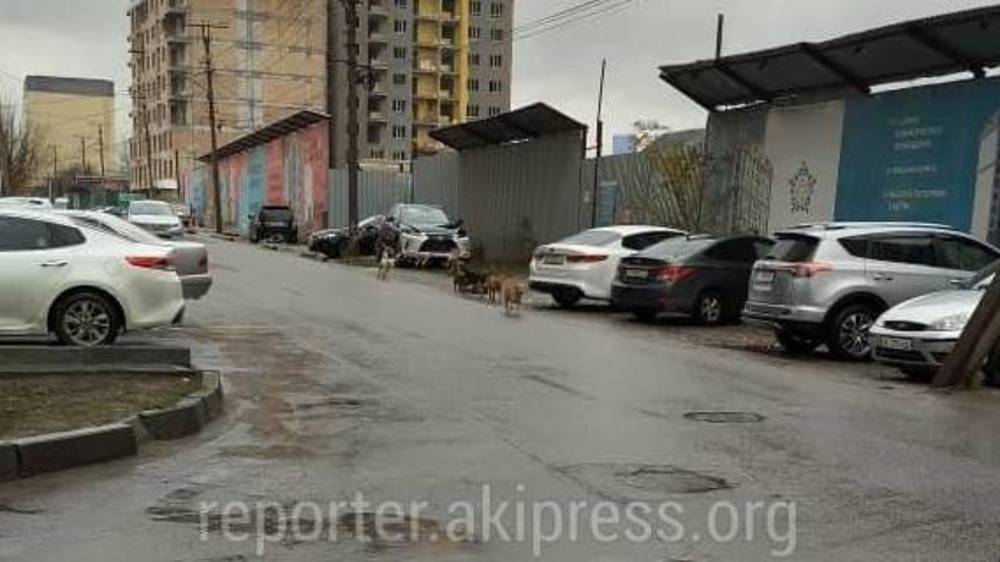 Свердловский акимиат подал заявку в «Тазалык» на отлов собак в Востоке-5.