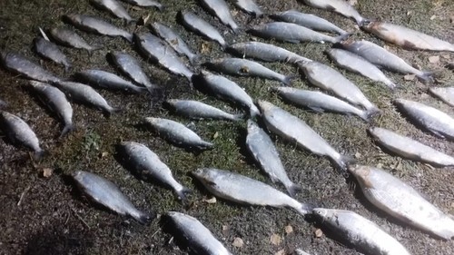 Фото — Жителей Тюпа и Каракола поймали за незаконным уловом рыбы во время нереста — Экология АКИpress