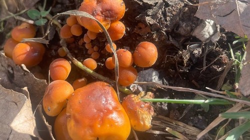 Фото — В Чуйской области появились грибы, которые могут расти даже под снегом — Экология АКИpress