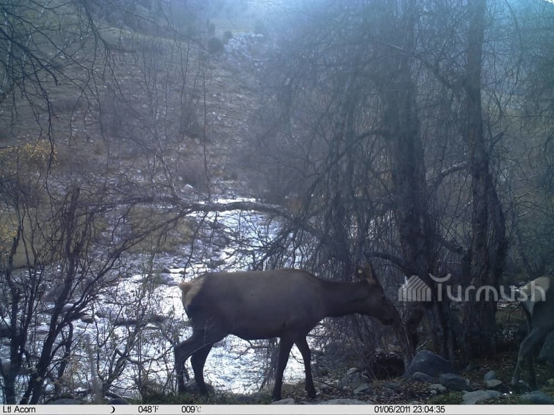 Camera traps captured photos of red deers in Talas nature park - Vimarsana News
