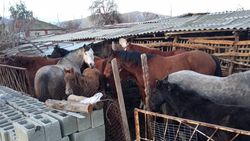 В селе Сары-Жон жители жалуются на бесхозных лошадей