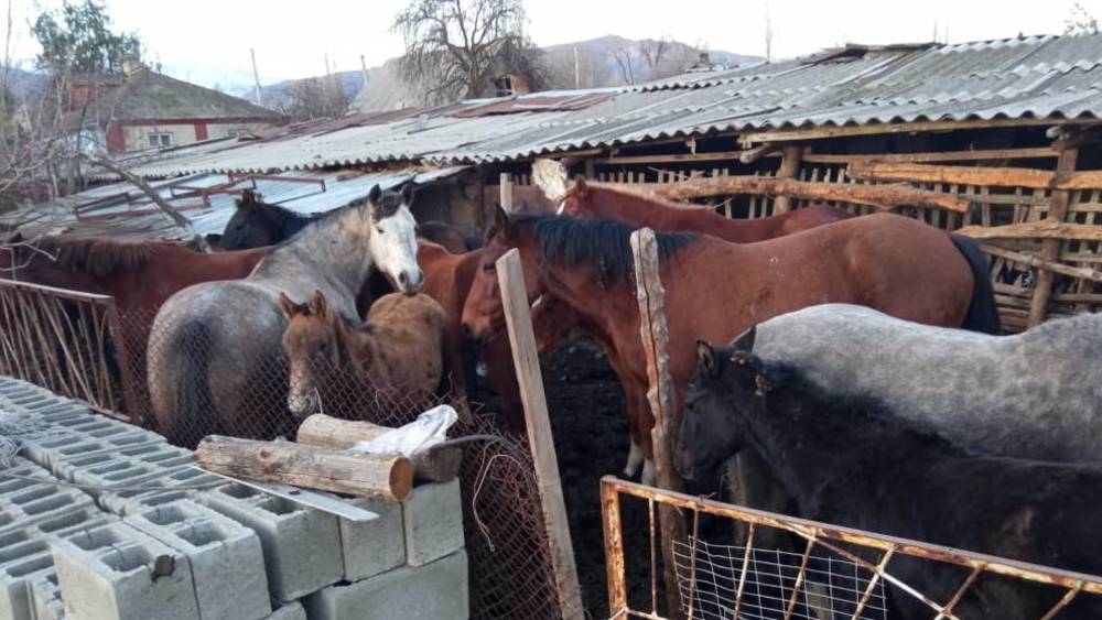 В селе Сары-Жон жители жалуются на бесхозных лошадей