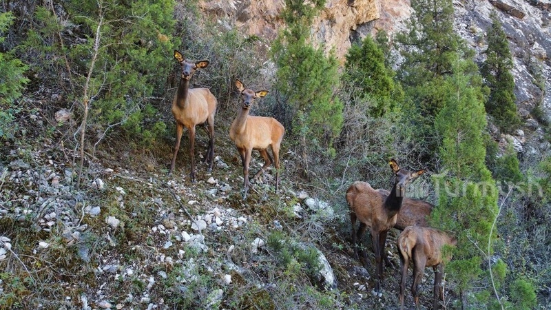 8 female red deers reintroduced in Talas from Altai region have calved - Vimarsana News