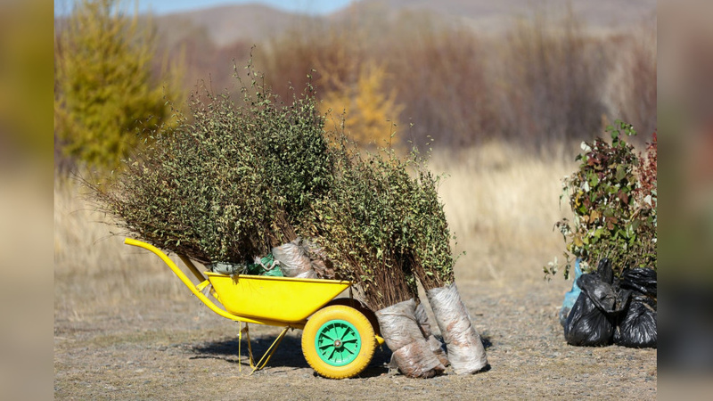 41.5 million trees and shrubs planted in Mongolia as part of One Billion Trees campaign - Vimarsana News