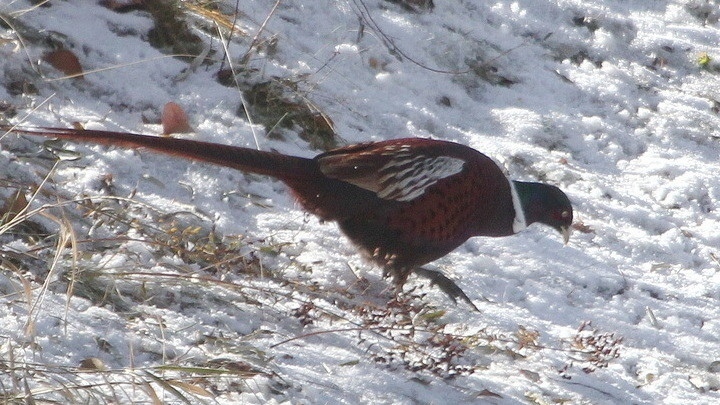 Winter feeding of pheasants conducted in the outskirts of Talas - Vimarsana News