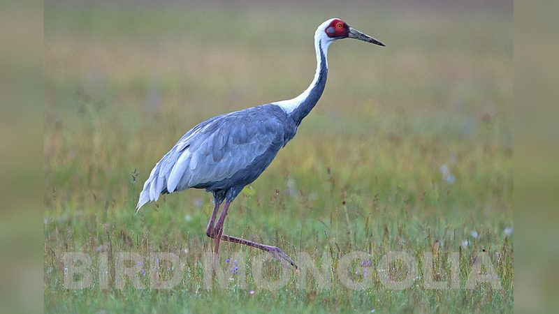 Mongolia and China to work together on protection of white-naped cranes ...