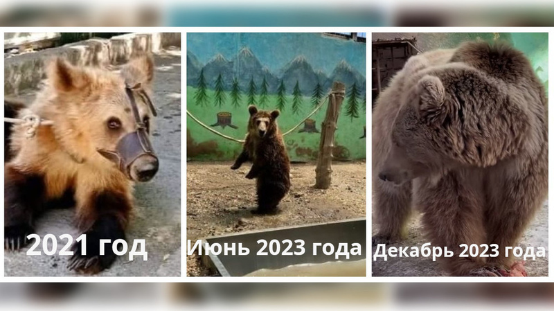 Brown bear rescued from touring circus gaining weight in Karakol zoo - Vimarsana News