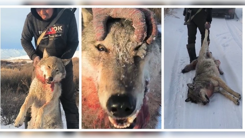 Large wolf shot in Suusamyr after reports of increasing attacks on livestock - Vimarsana News