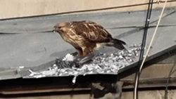 На крыше дома по Боконбаева хищная птица ест голубя. Видео