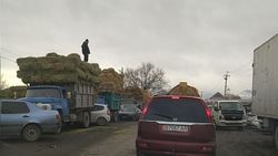 Горожанин жалуется на условия на скотном рынке в Пригородном айыл окмоту