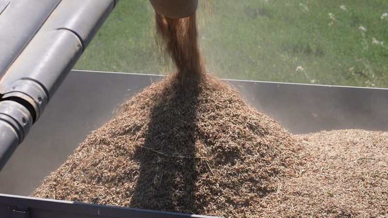 Seed farms prepare nearly 5,700 tons of seeds for state subsidies - Vimarsana News