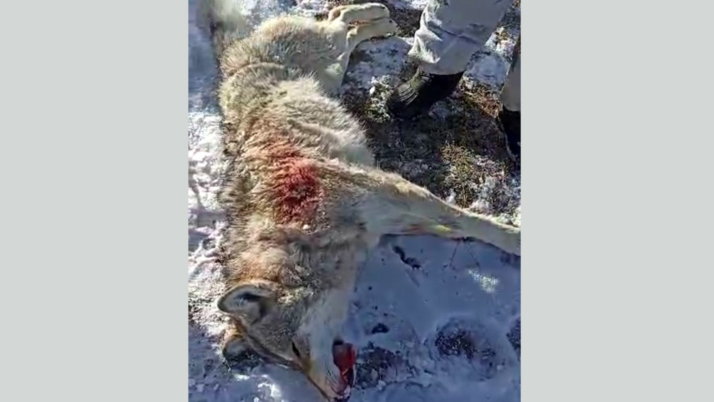 Волк, отстреленный в горах Ат-Баши