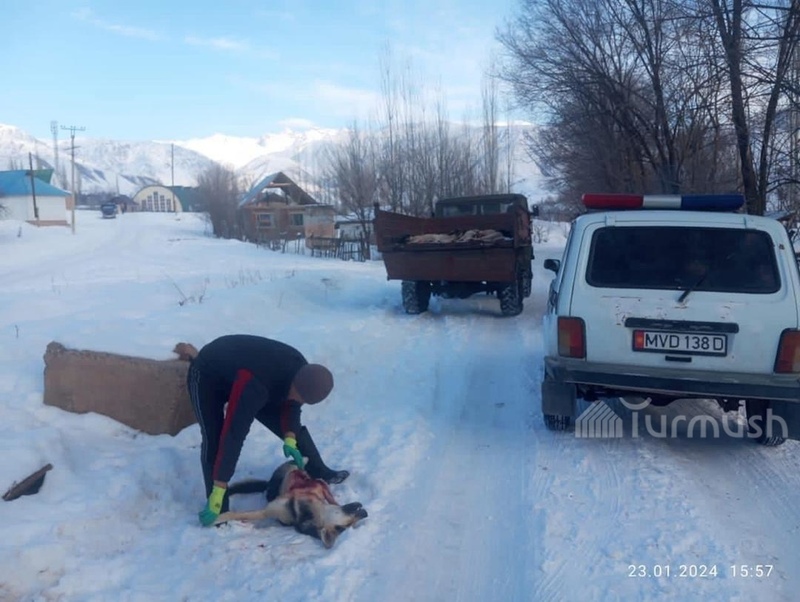 116 stray dogs shot in a week in Toktogul district - Vimarsana News