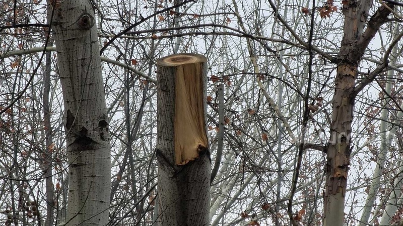 Improper pruning in Osh city park results in trees drying out - Vimarsana News