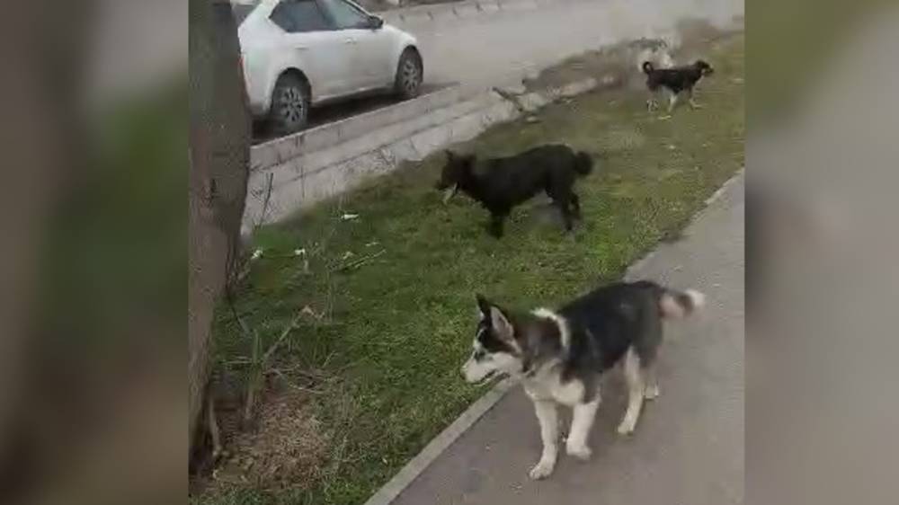 Горожанка жалуется на стаю бродячих собак на улице Торокула Айтматова. Видео