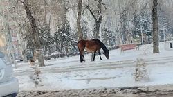 На столичных дорогах снова появились лошади. Фото