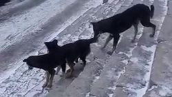 Бродячие собаки возле кинотеатра «Манас» забегают в дома. Видео