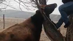 Проезжающие спасли корову, которая застряла между ветками. Видео