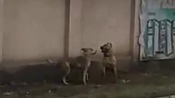 На ул.Кайназаровой гуляет бойцовская собака. Видео