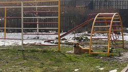 Горожанка жалуется на собак во дворе дома по ул.Тыныстанова. Фото