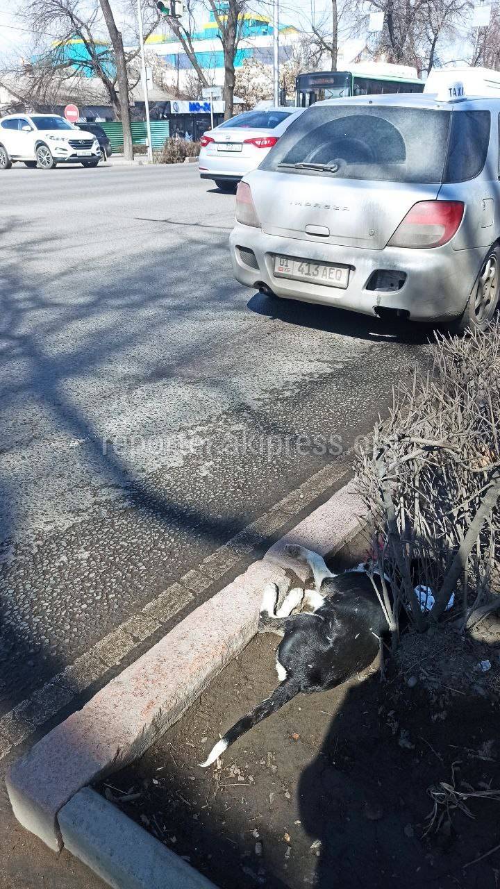 На Айтматова сбили собаку, она лежит в кустах. Фото