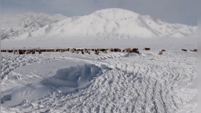 Sukhbaatar province loses the highest number of livestock - Vimarsana News