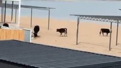 На городском пляже Чолпон-Аты пасутся коровы. Видео жителя