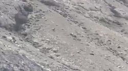 Стадо козлов в природном парке «Хан-Тенири». Видео