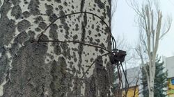 С дерева на Айтматова свисает трос. Фото