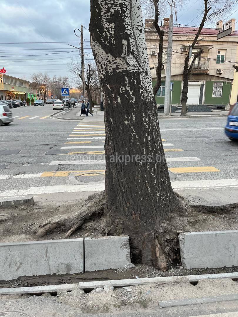 На Советской «зебра» упирается в тополь и арык. Фото