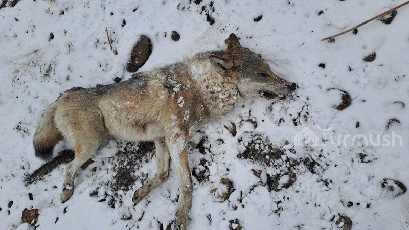 Five predators that attacked horses shot off in Alai - Vimarsana News