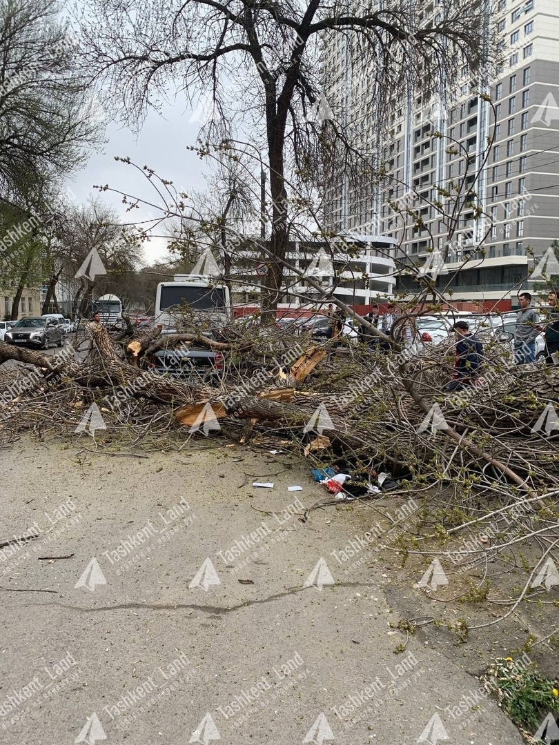 Strong Wind Topples Trees In Tashkent Akipress News Agency