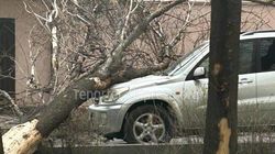 Последствия сильного ветра в Бишкеке. Видео и фото горожан