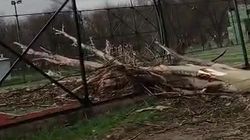 У автобазы «Тазалыка» дерево придавило «Тойоту» и сломало забор футбольной площадки. Видео