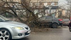 «Бишкекзеленстрой» убрал дерево, которое упало на машину на ул.Лермонтова