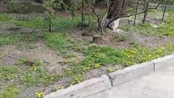 «Бишкекзеленстрой» не вырубал деревья на ул.Кольбаева, - мэрия