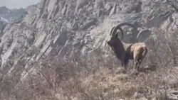 Горные козлы в природном парке Ала-Арча. Видео