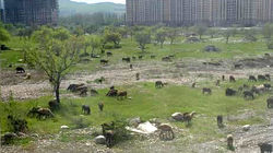 Африканская саванна в Бишкеке. Фото