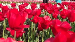 В Бишкеке отцвели тюльпаны. Фото