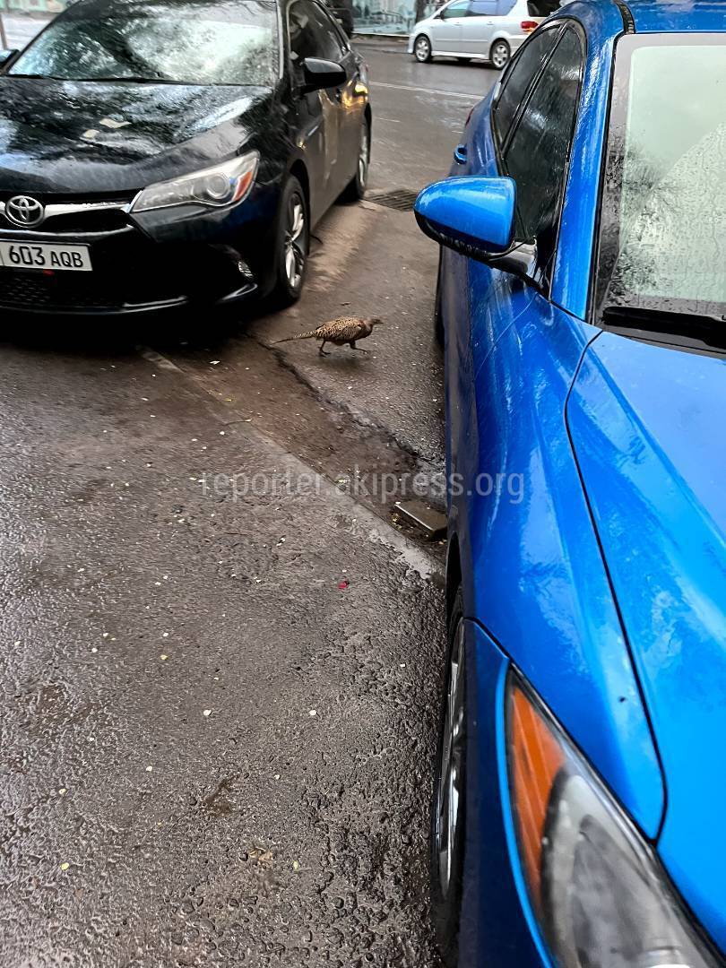 Горожанин встретил фазана на Советской. Фото