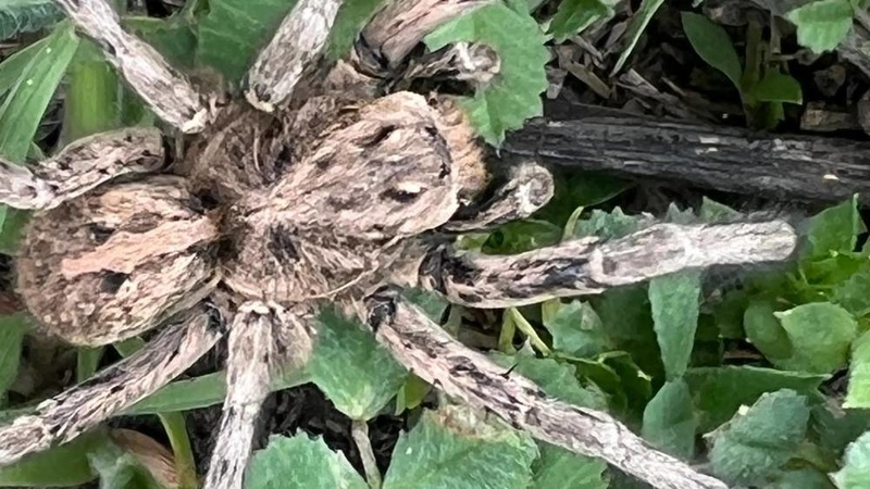 Giant spider spotted in Issyk-Kul - Vimarsana News