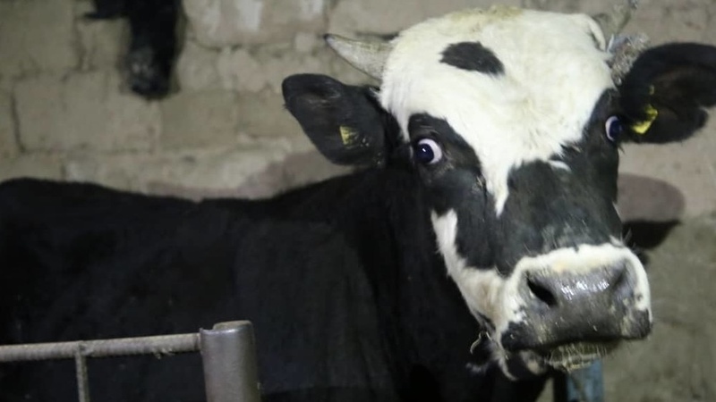 Average milk yield per cow made 350.7 kg in Q1 - Vimarsana News