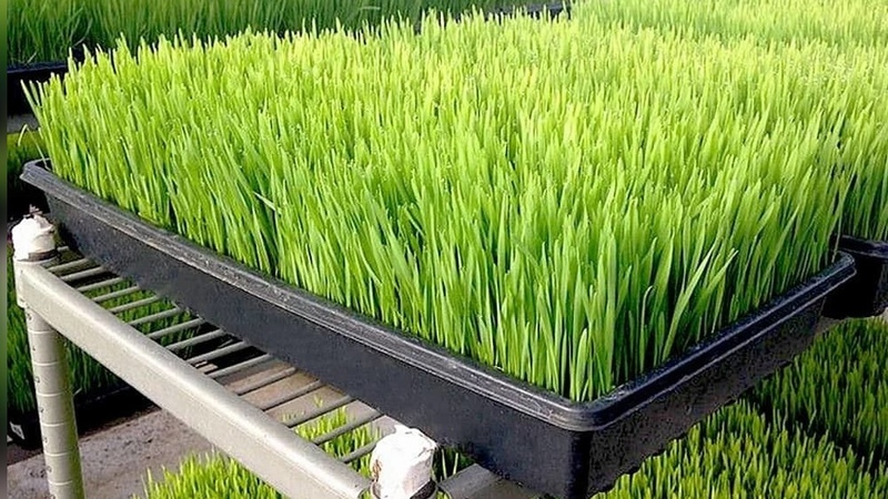 Agriculture Ministry training farmers on use of hydroponic fodder in Kyrgyzstan - Vimarsana News
