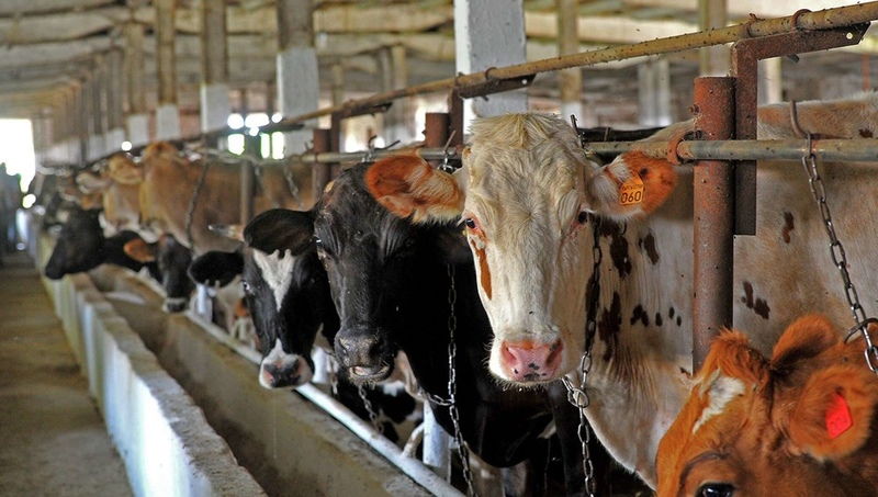 Kyrgyzstan exports around 81,000 heads of cattle for 4 months - Vimarsana News