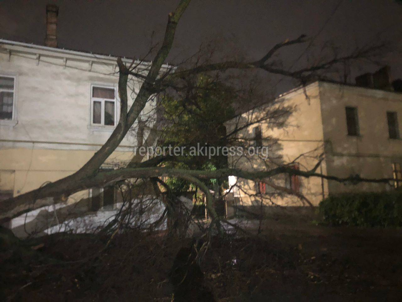 На Московской после дождя упало дерево. Фото