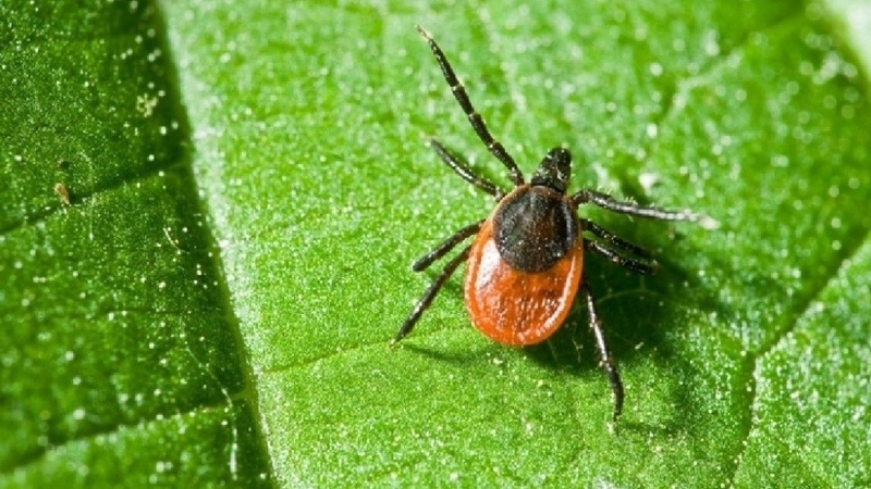 30 people receive immunoglobulin after tick bite in Bishkek - Vimarsana News