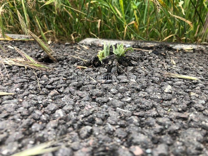 Сквозь асфальт нового тротуара в Арча-Бешике пробивается трава. Фото